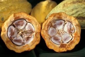 1024px-Cacao-pod-k4636-14_c326b229-7057-4834-afc4-10f2de86a960