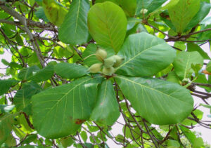 Leaves-of-Indian-almond